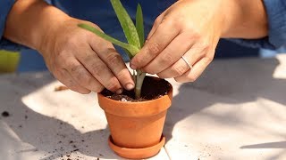 How to Propagate Aloe Vera 🌿 [upl. by Popper]