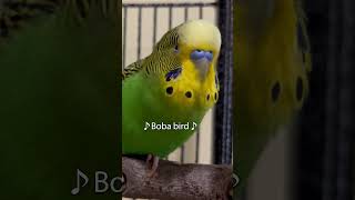 Starting to Say Wow  Boba the Budgie  Talking Parakeet shorts [upl. by Anselme]