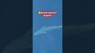 Ikan Remora lagi beraksi travel musicpecintaikan [upl. by Ettegroeg401]