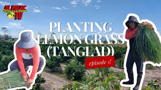 Planting Lemon Grass Tanglad [upl. by Lief]