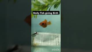 Molly fish giving birth molly fish about to give birth molly fish breeding fish mollyfish [upl. by Aibun]