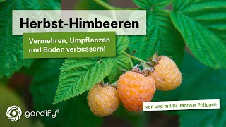 HerbstHimbeeren vermehren und umpflanzen Hierbei gleichzeitig den Boden verbessern [upl. by Clyte]