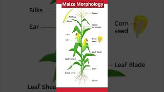 Krishi Loksewa Tayari Class  Maize Morphology  GK  shorts [upl. by Revart26]