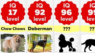 Comparison Smartest Dog Breeds Ranking  Most Intelligent Dog Breeds In The World [upl. by Okiram]