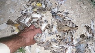 Sparrow hunting 2024 sparrow hunting in pakistantrending viralvideo [upl. by Silsbye766]