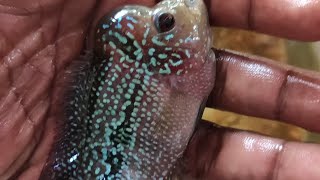 SRD Flowerhorn Grooming Started [upl. by Rotce176]