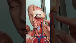 Carotid arteries anatomy [upl. by Moriah]