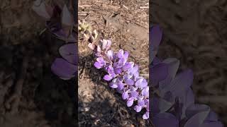 Lupinus chamissonis at Baldwin Hills Scenic Overlook Beautiful legume fixing nitrogen in the soil [upl. by Otineb]