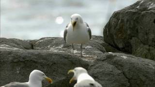 How Nature Works Gull Territoriality [upl. by Eniawed]