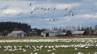 Migrating Snow Geese 2 Flock lifts ‘en masse starts  250 Samish Bay BowEdison WA [upl. by Boyer]