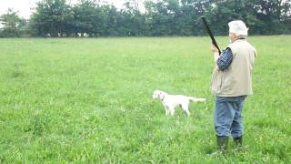 Kimba un Setter di 6 Mesi a caccia alla quaglia MP4 [upl. by Yrrek]