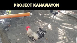 PROJECT KANAWAYON 7 Months Old Update [upl. by Rissa]