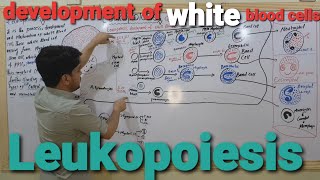 Leukopoiesis Development of white blood cell in Urdu by yahya Khan Barsat [upl. by Borg373]