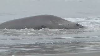 LA PESCA SE INTERRUMPIÓ AL VER EMERGER UN ANIMAL GIGANTE DEL MAR [upl. by Aiker135]