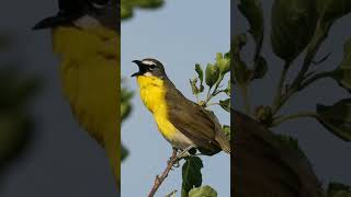 Yellowbreasted chat Icteria virens [upl. by Andrel385]