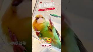 Funny Moments Parrot Raider A Bike 🚲😂 funny parrrot bird shorts [upl. by Ennairod852]