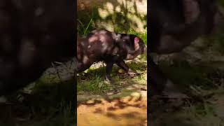 Tasmanian Devil of Planckendael ZOO Mechelen Belgium Please subscribe my channel thanksmechelen [upl. by Ahsenar419]