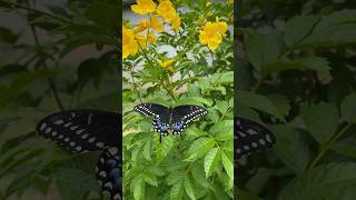 Swallowtail Butterfly [upl. by Aila]