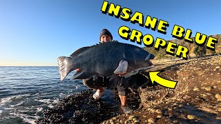 HUGE BLUE GROPER rock fishing the central coast [upl. by Hendon]