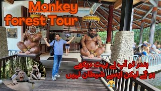 Tour of Monkey Forest Ubud Bali Indonesia  Zoo and wildlife in Bali Indonesia [upl. by Yeltnarb94]