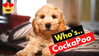 Cockapoo Should you Get this Mixbreed between Cocker Spaniel and Poodle Mix [upl. by Harcourt]