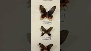 НауковоПриродничий Музей Метро Театральна Київ Collection in Museum Tropical Lepidoptera Kyiv [upl. by Carie326]