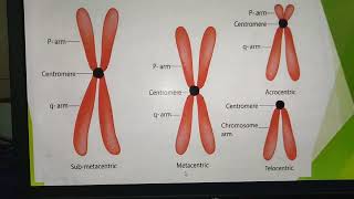 MetacentricSubmetacentricAcrocentricTelocentric Chromosomes [upl. by Aivax]