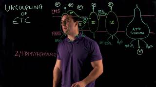 Uncoupling of Electron Transport Chain [upl. by Shanly48]