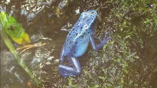 Dendrobate à tapirer bleue  Belle mais toxique  Safari de Peaugres Ardèche France [upl. by Attenaj59]