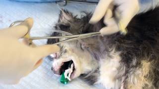 Esophagostomy Tube Placement Critical Care In Small Animal Practice [upl. by Pacien]