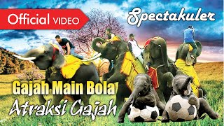 Atraksi Gajah  Gajah Main Bola Official Video [upl. by Daj]