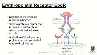 Regulation of Erythropoiesis Erythropoietin the Hero😏 [upl. by Eerol]