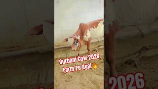 Qurbani Cow 2026 Farm Pe Agai🔥youtubeshorts cattlefarm animals bakraeidspecial 1millionviews [upl. by Duky718]