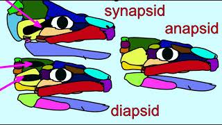 amniote diversity 1 anapsids synapsids [upl. by Nnaylime]