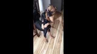 Boxer vs Rottweiler [upl. by Danae]