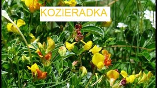 KOZIERADKA  mocarne ziarnko《154》 [upl. by Neehs]