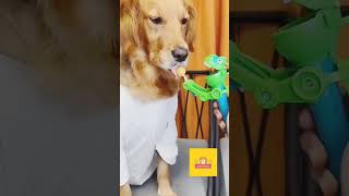 Dog comedy editztrending funny vadivel viralvideo funnycomedy dog goundamani [upl. by Spatz]