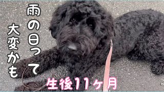 雨の日は散歩に行けないから飼い主はヘトヘト😅自分の時間は無し！落ち着く日が来る⁉️ [upl. by Iramo]