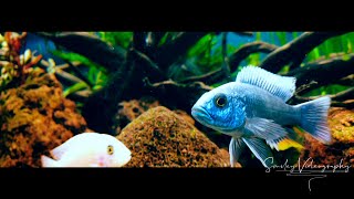 African Malawi Cichlids  RIO LED 450 L 4K [upl. by Paterson876]