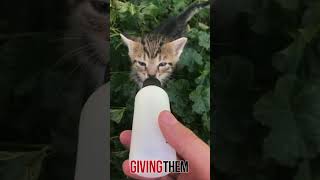 Why Do Kittens Love Milk 🐱🥛 shorts [upl. by Otiragram]