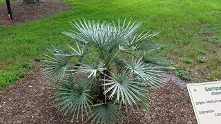 Chamaerops humilis quotceriferaquot  The Silver Mediterranean Fan Palm from Morocco [upl. by Binetta]