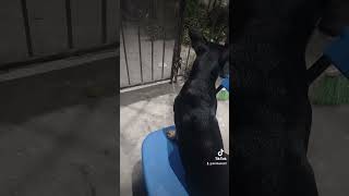 Perro ladrando [upl. by Eened]