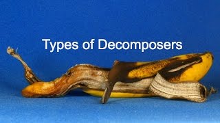 Types of Decomposers [upl. by Magnus]