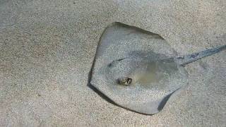 Facts The Common Stingray [upl. by Chris]