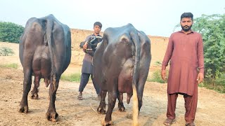 شاہدعلی بلوچ601گ ب3عددٹاپ کلاس بھینسیں فروخت22اکتوبر Pure Neli Nili Ravi Buffalo For Sale on Eitfaaq [upl. by Haswell]