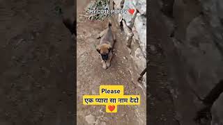 Are hoga tumse pyara kon status song cutepuppy pet video viralshort [upl. by Yllaw9]