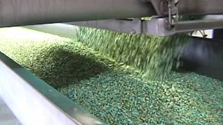 Seed Corn on Our Slipstick Sanitary Horizontal Motion Conveyor [upl. by Robinette]