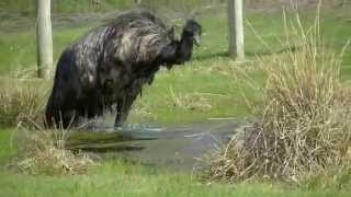 Crazy Emu Jumping for Joy and Taking a Bath [upl. by Rohn]