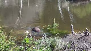 Castor americano Castor canadensis II [upl. by Christy800]