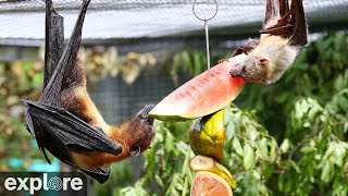 The Mixed Species Flying Fox cam powered by EXPLOREorg [upl. by Brenna]